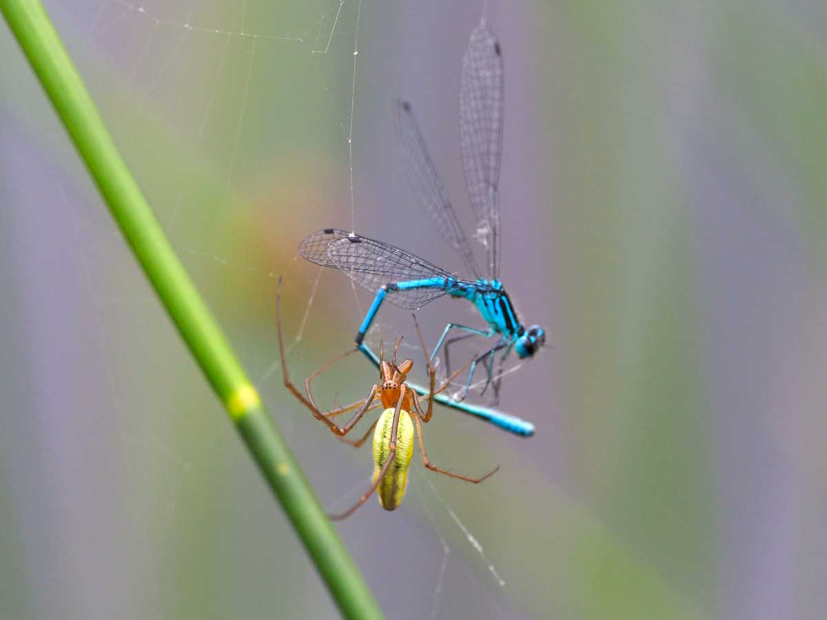 Coenagrion_puella